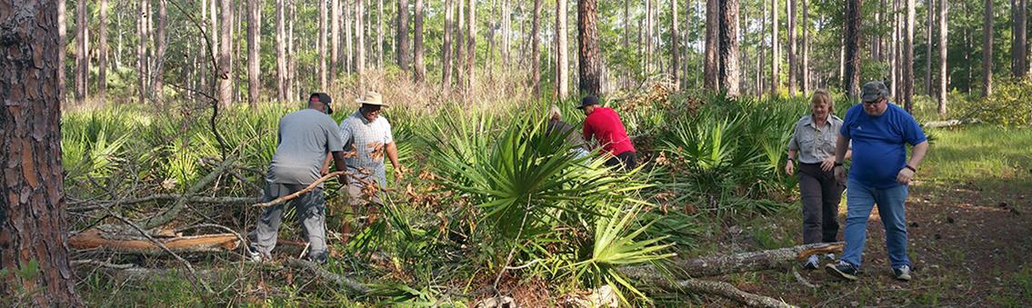 students working in pine forest
